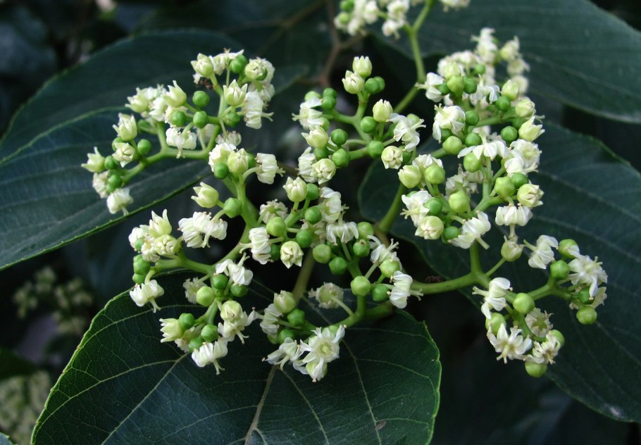 Конфетное дерево (говения сладкая)