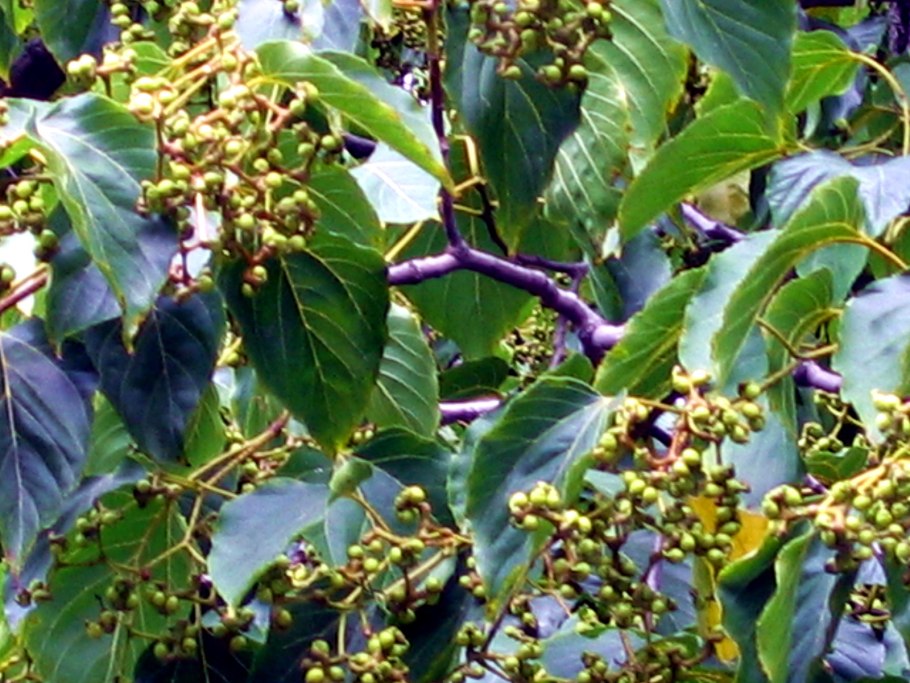 Говения сладкая рисунок карандашом