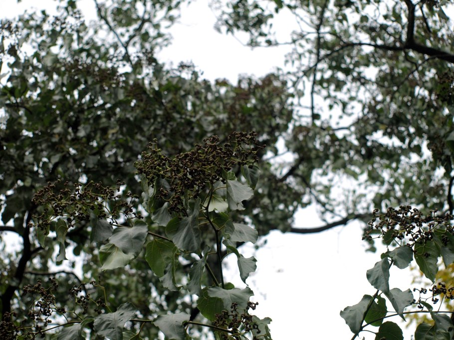 Конфетное дерево абхазия