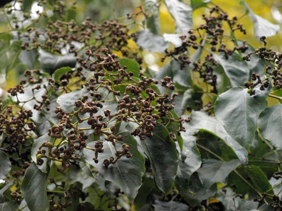 Hovenia Dulcis дерево