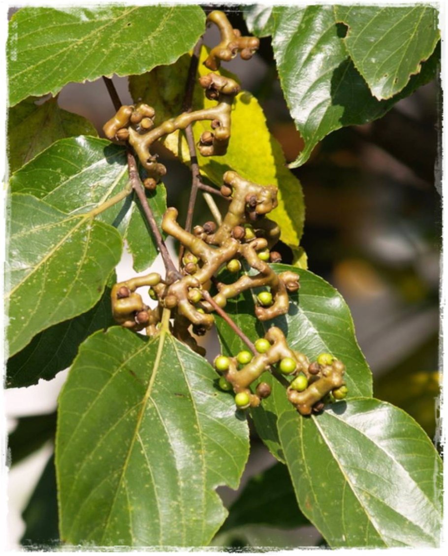 Курупита гвианская