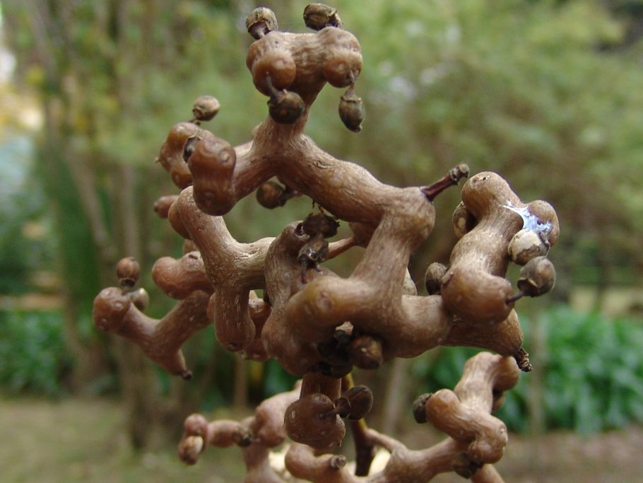 Конфетное дерево (говения сладкая)