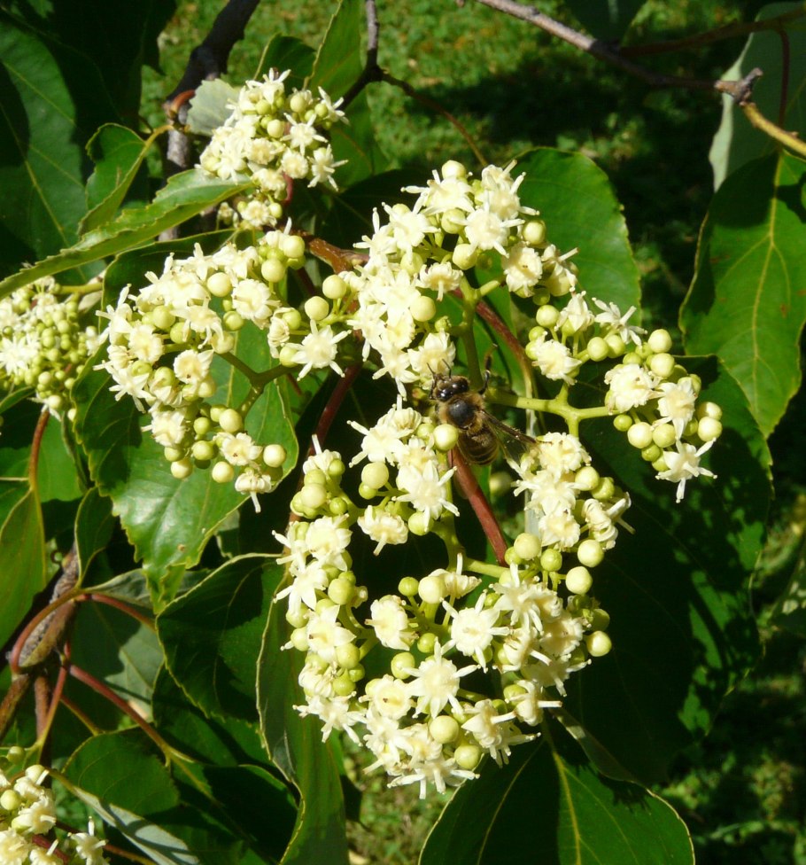 Говения конфетное дерево