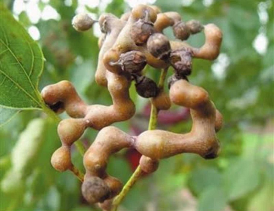 Изюм дерево