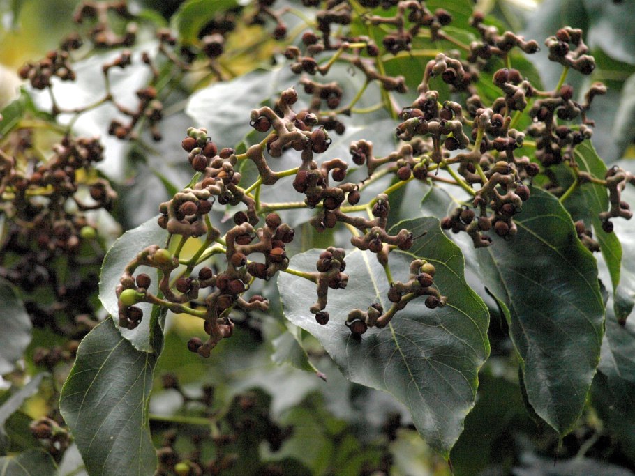 Карамельное дерево Абхазия