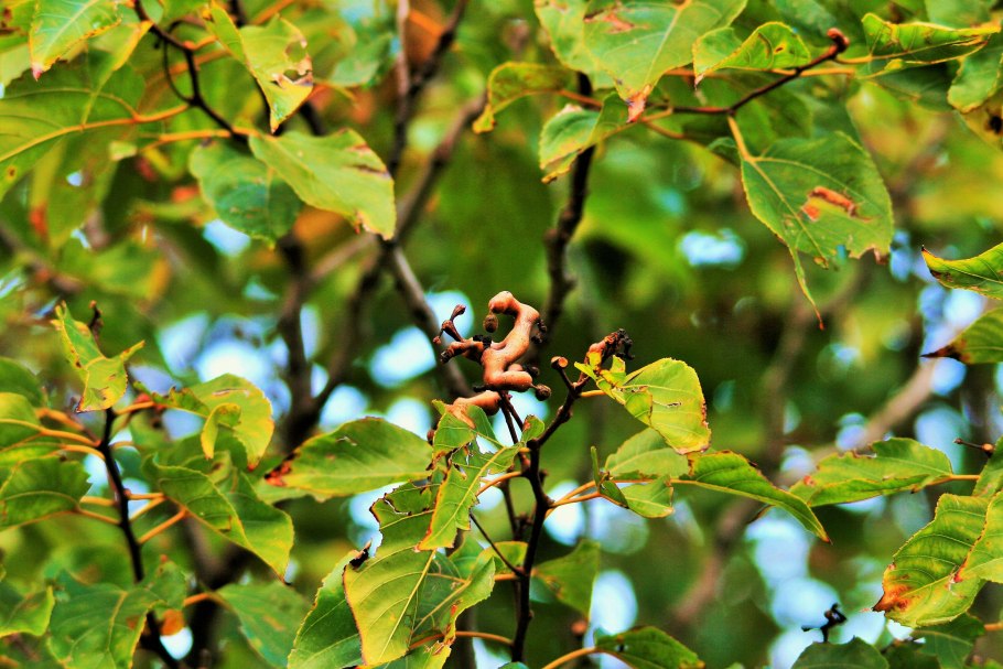 Говения конфетное дерево