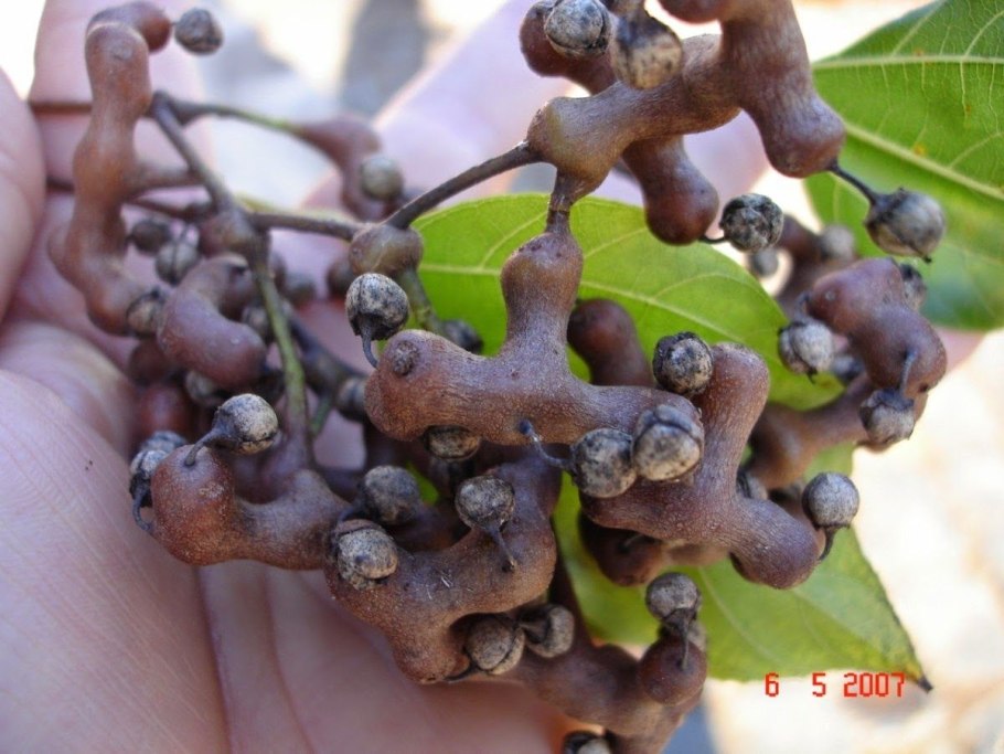 Oriental Raisin Tree