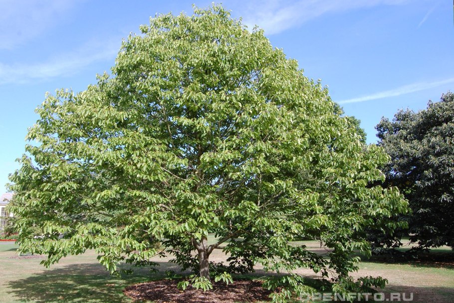 Говения конфетное дерево