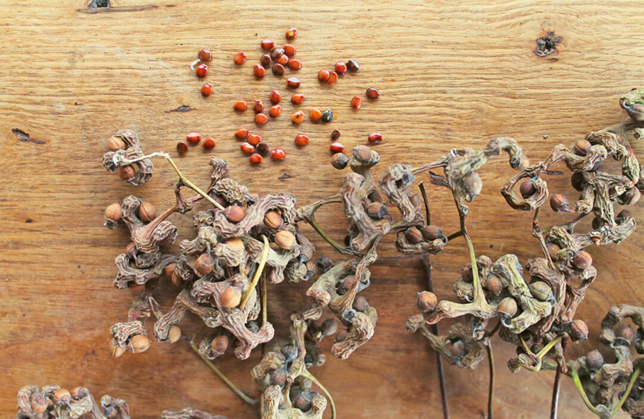 Карамельное дерево