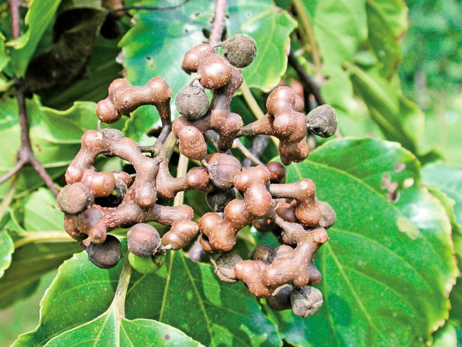 Говения конфетное дерево