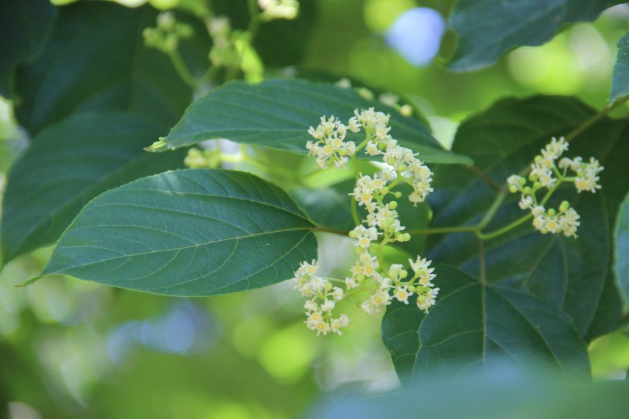 Японское изюмное дерево