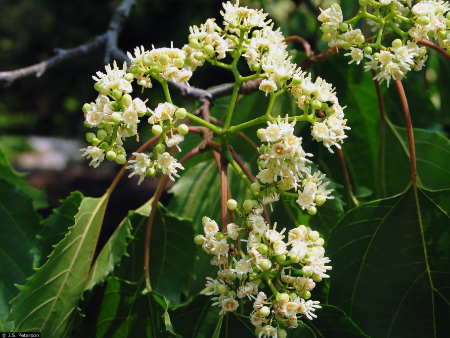 Конфетное дерево семена