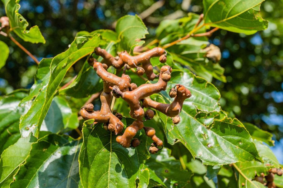 Растение говения сладкая