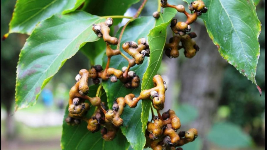 Дерево говения сладкая