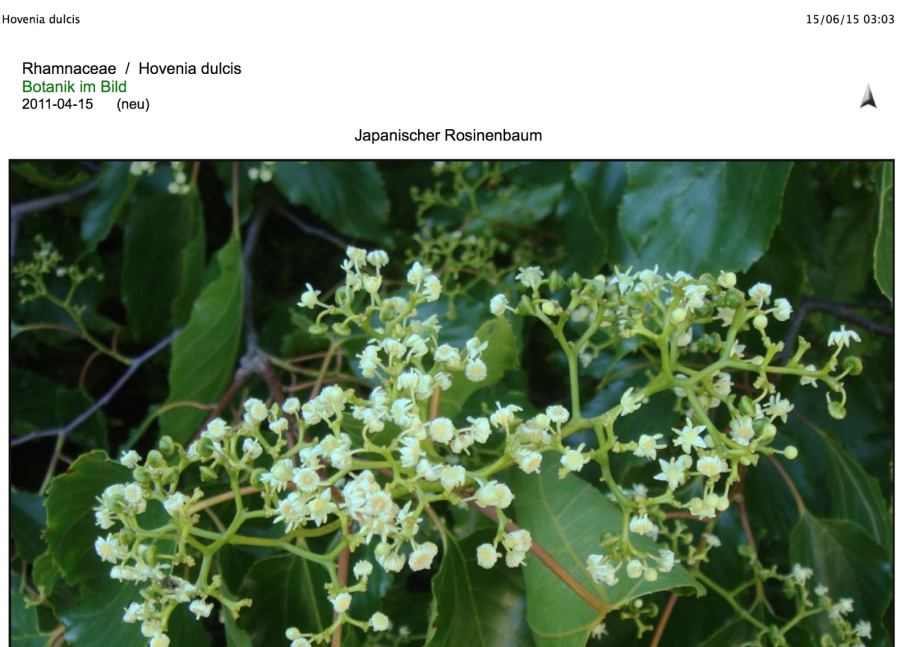 Шоколадное дерево Абхазия