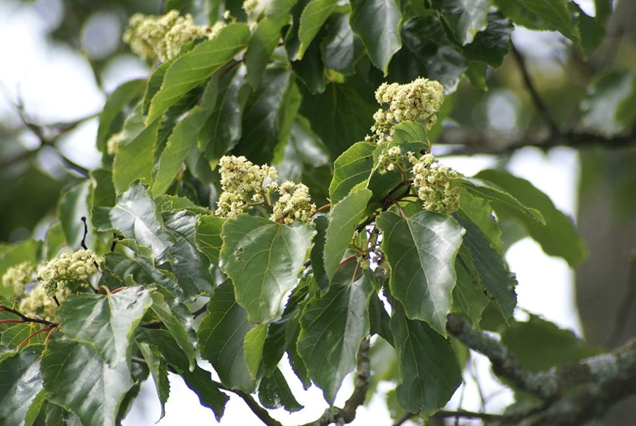 Вешалка конфетное дерево