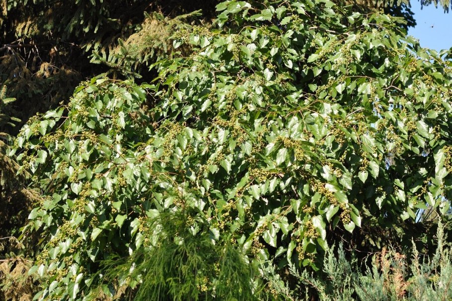 Конфетное дерево Абхазия