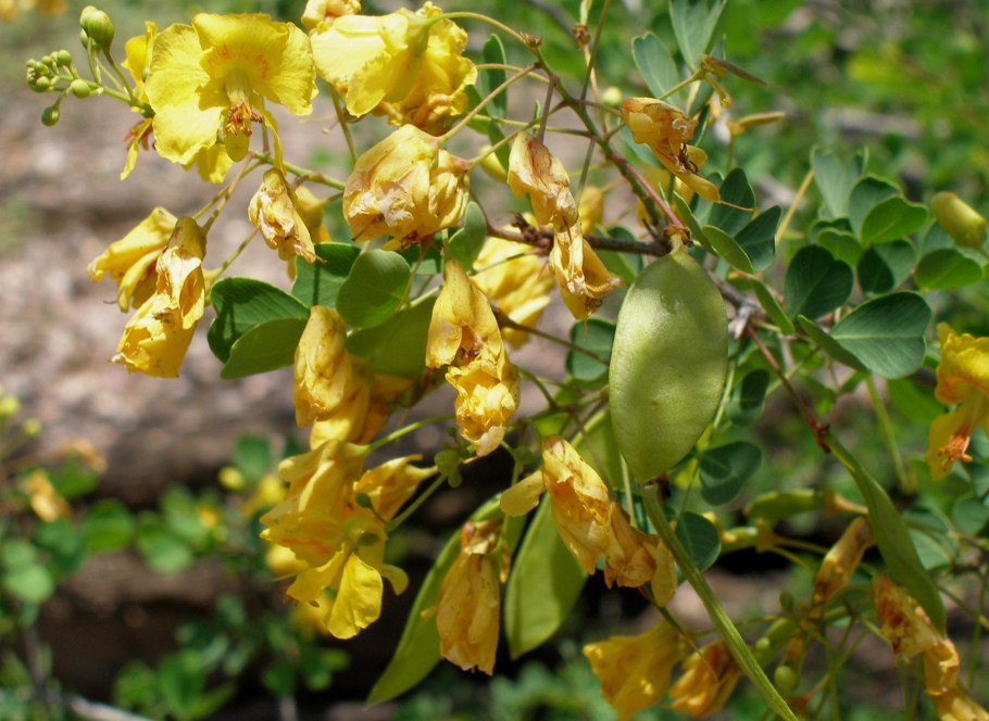 Haematoxylum brasiletto