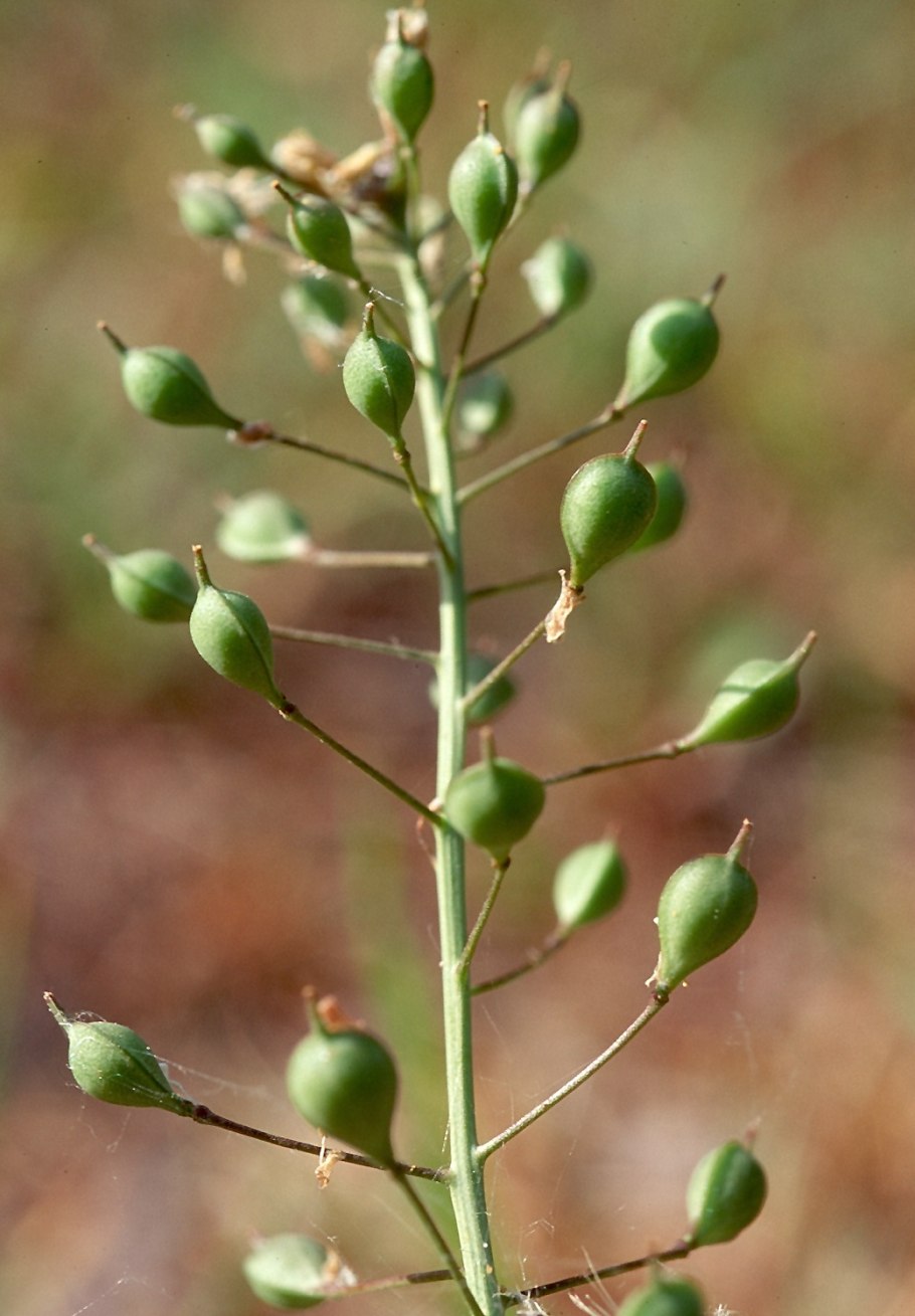 Camelina microcarpa плод