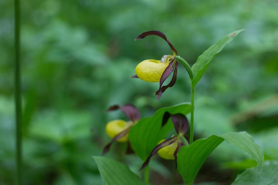 Венерин башмачок крупноцветковый