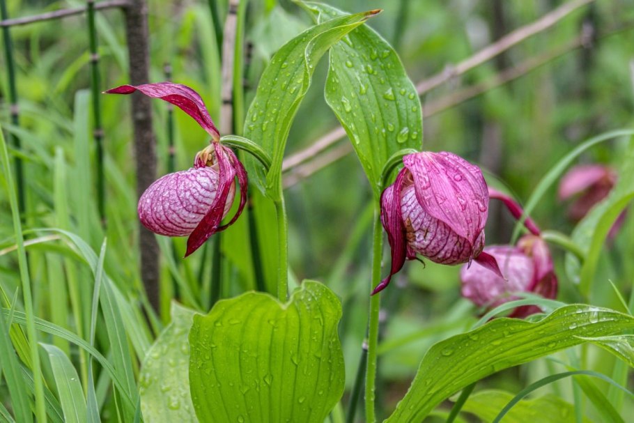 Растение Венерин башмачок