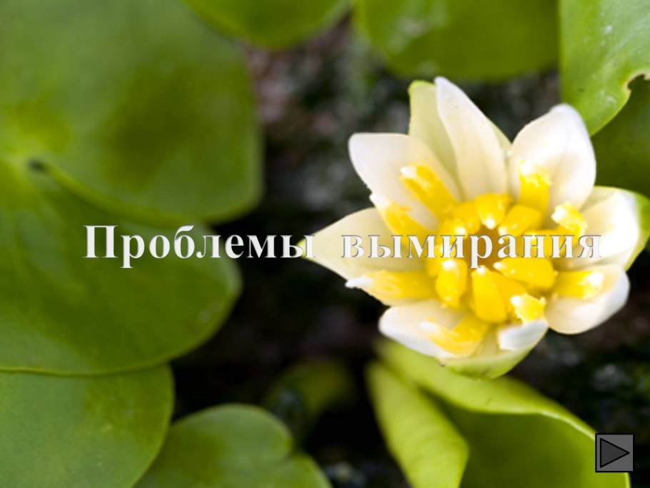 Прострела Даурского (сон-травы)