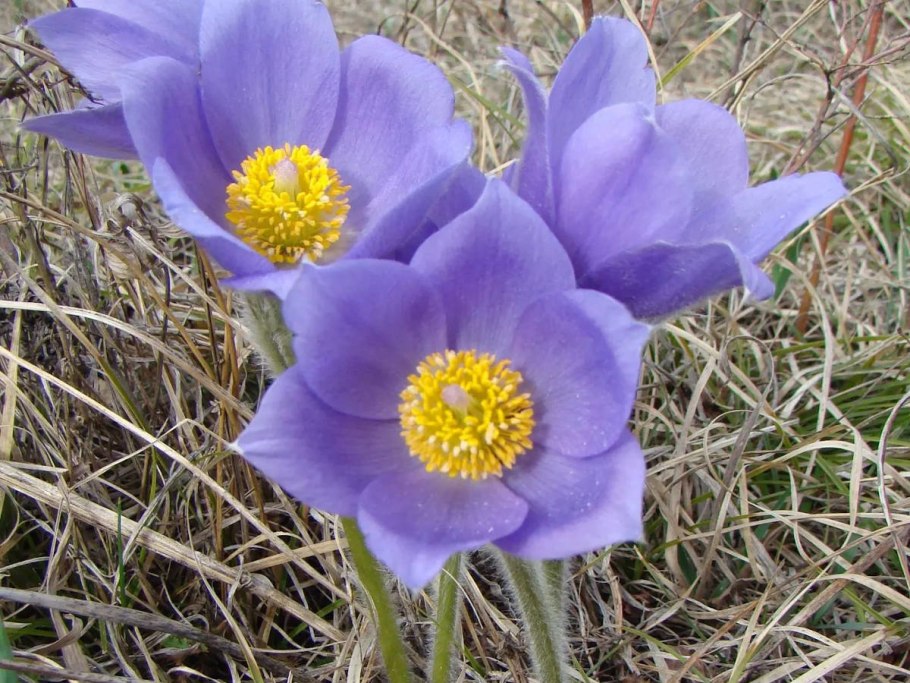 Венерин башмачок красная книга