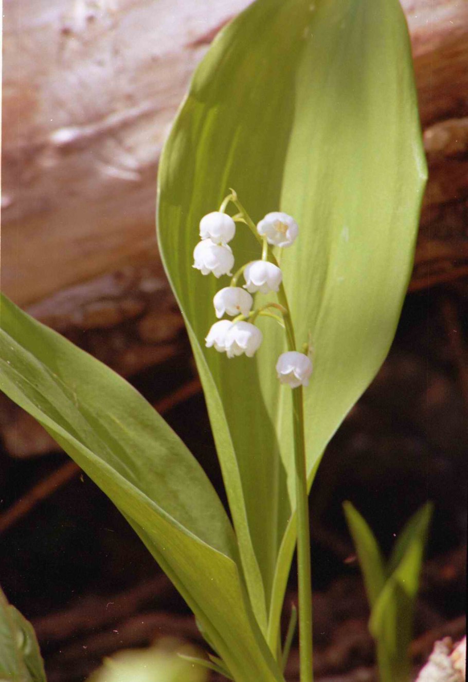 Прострел Альпийский