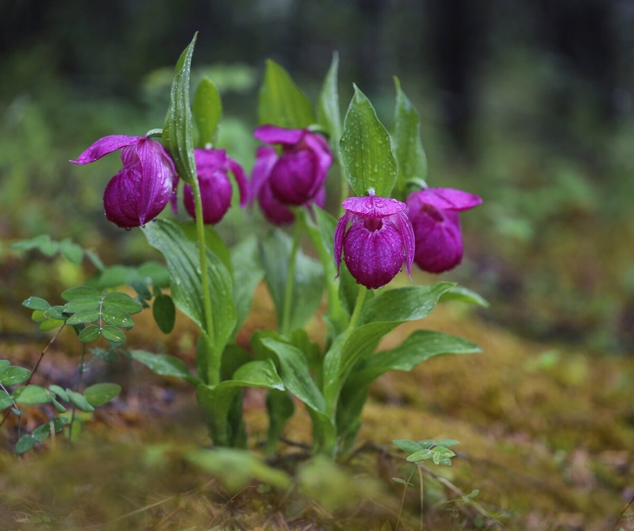 Пион узколистный Воронец