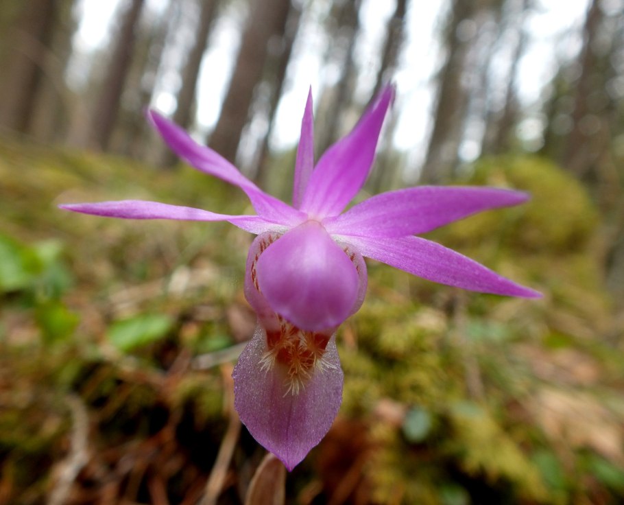 Венерин башмачок в каре