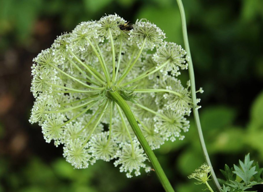 Поручейник широколистный Sium latifolium