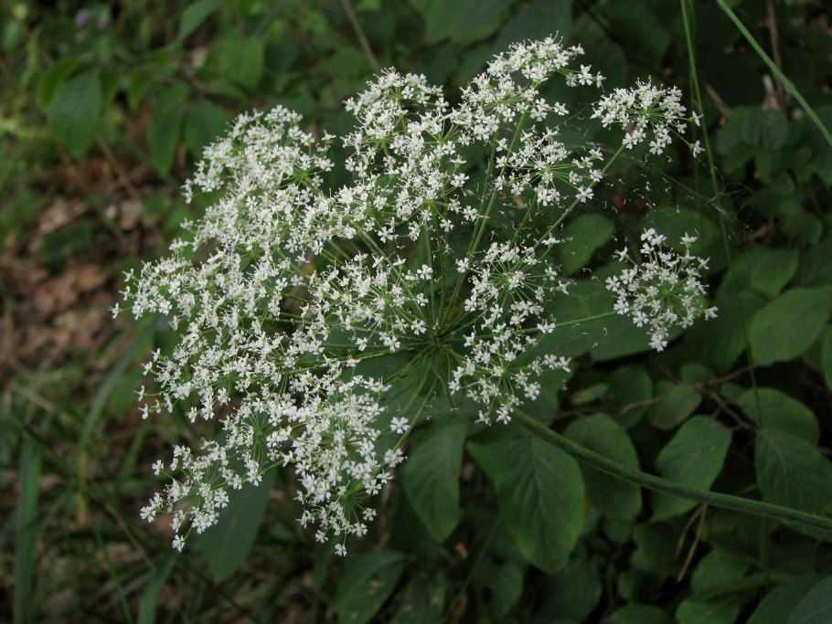 Поручейник сахарный (Sium sisarum l.)