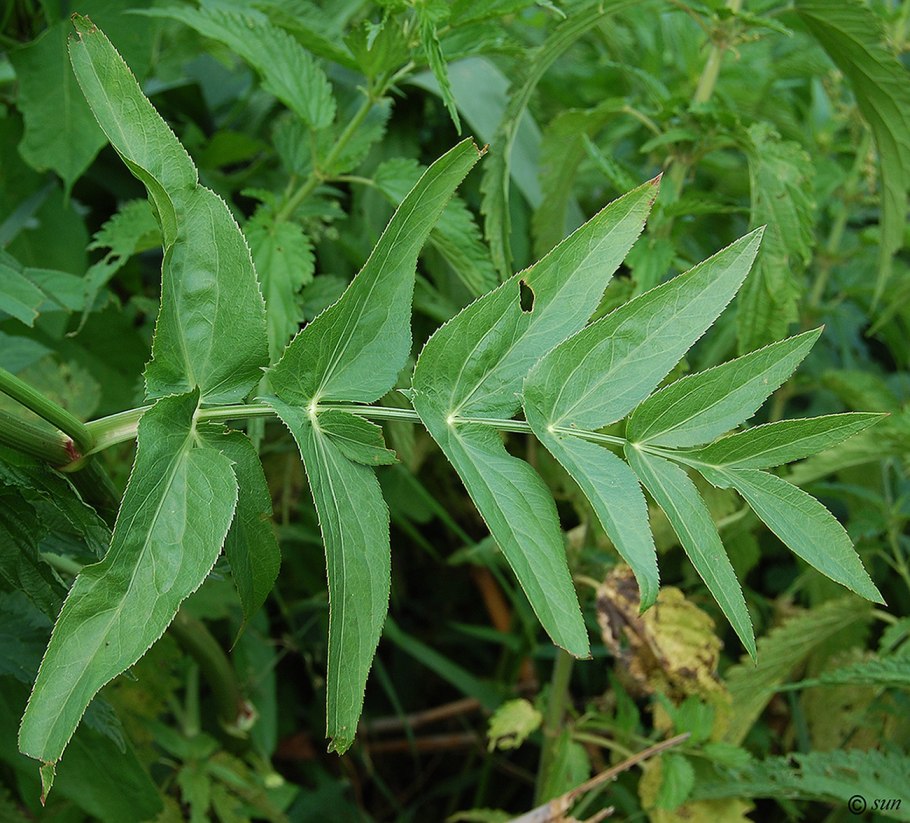 Поручейник широколистный (Sium latifolium l.)