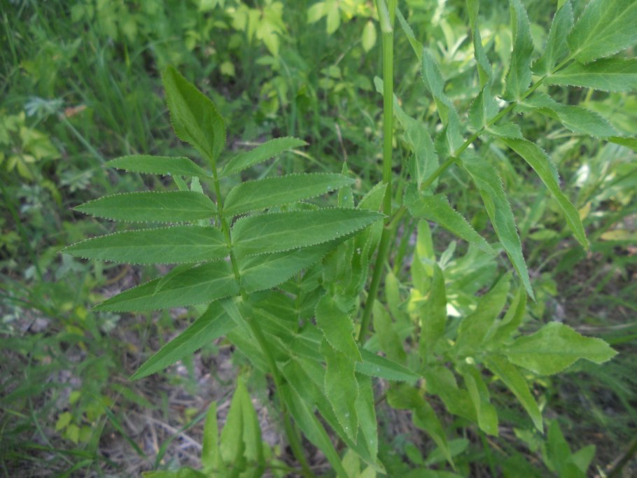 Sium latifolium