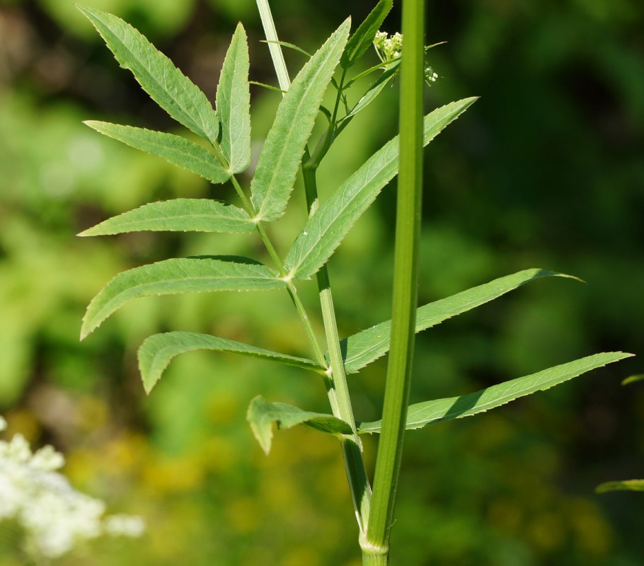 Sium latifolium