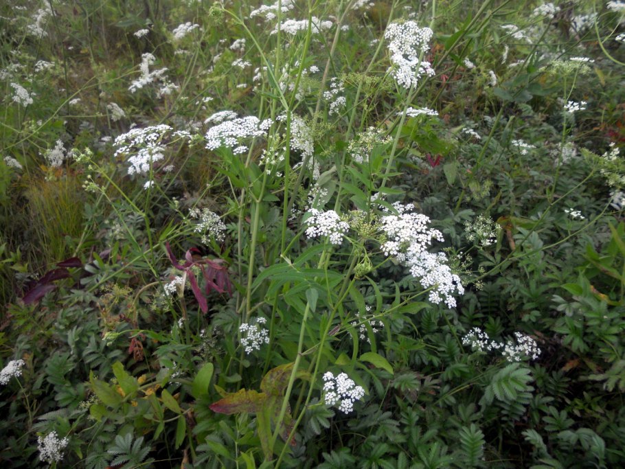 Sium latifolium