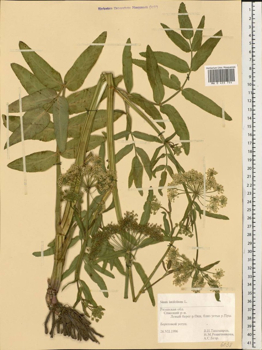 Sium sisarum