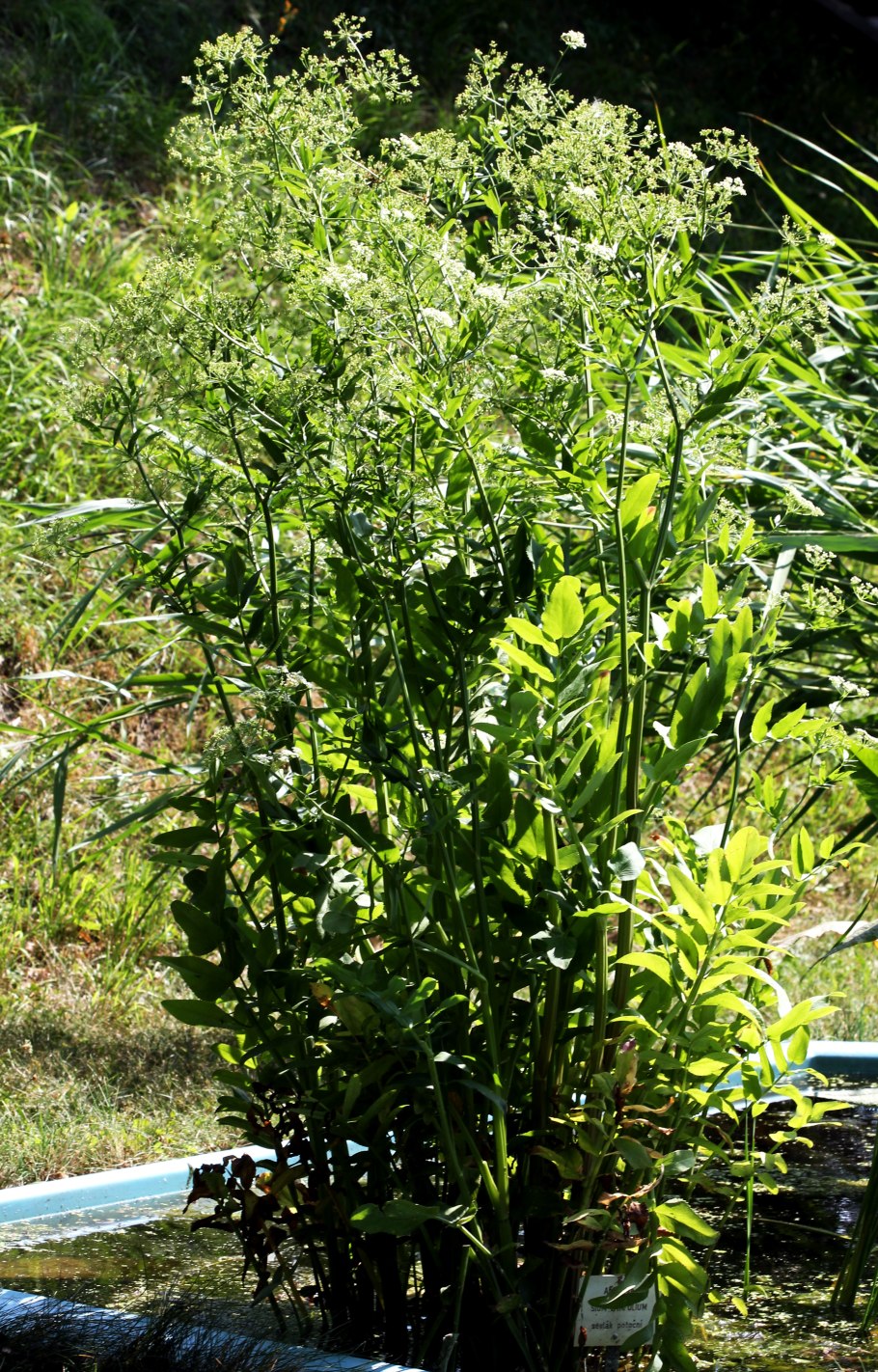 176. Поручейник (Tringa stagnatilis)