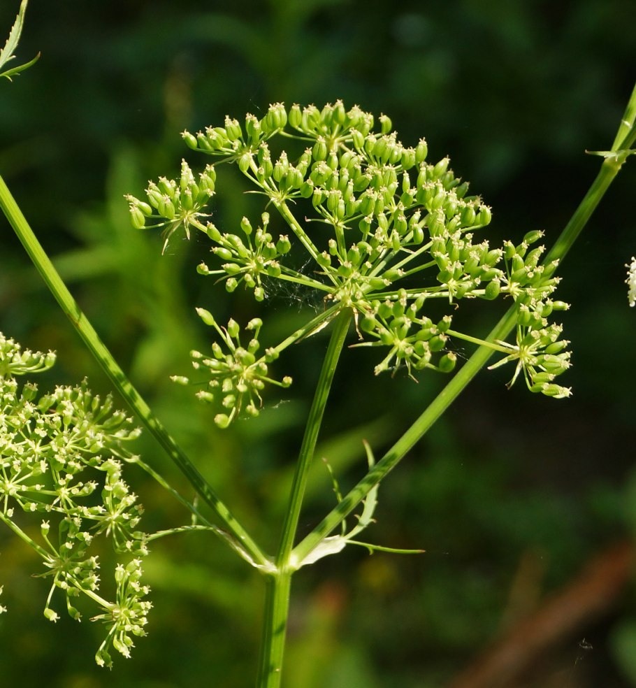 Поручейник — Sium latifolium