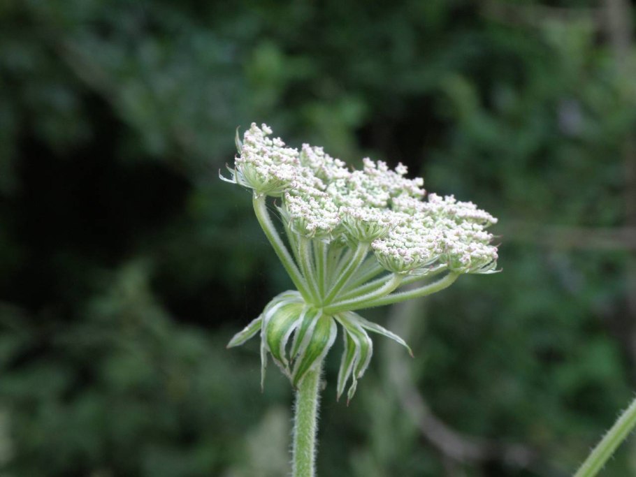 Sium latifolium адаптация