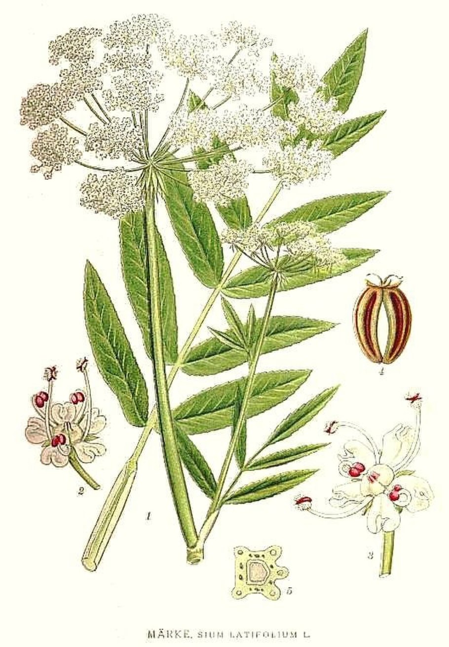 Поручейник широколистный (Sium latifolium l.)