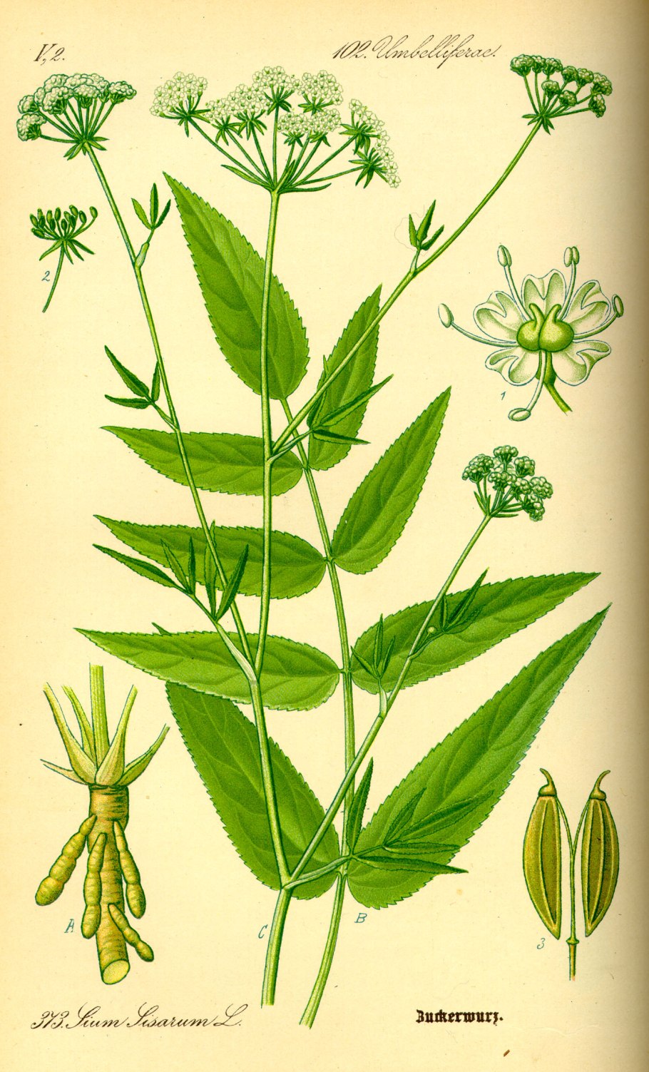 (H. latifolium)