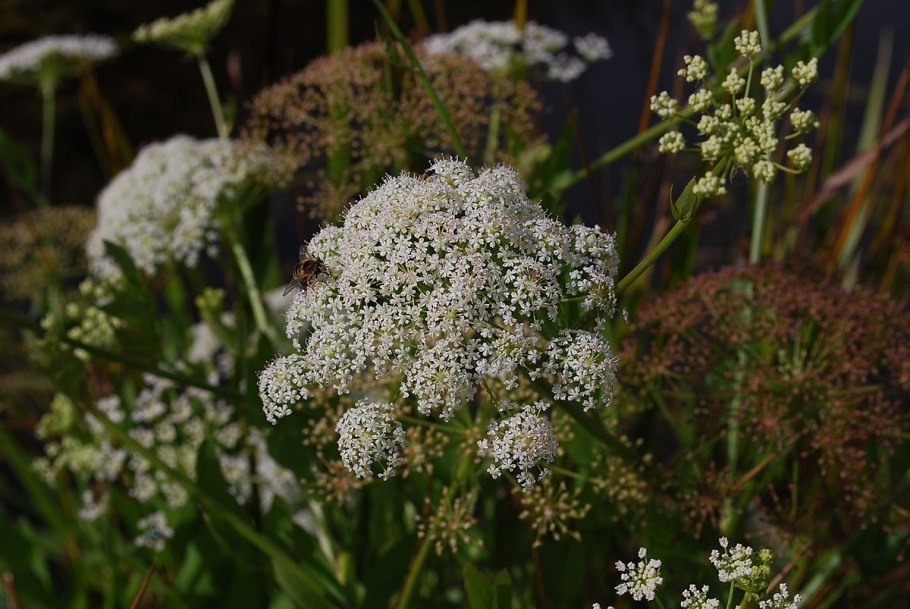 Поручейник широколистный Sium latifolium