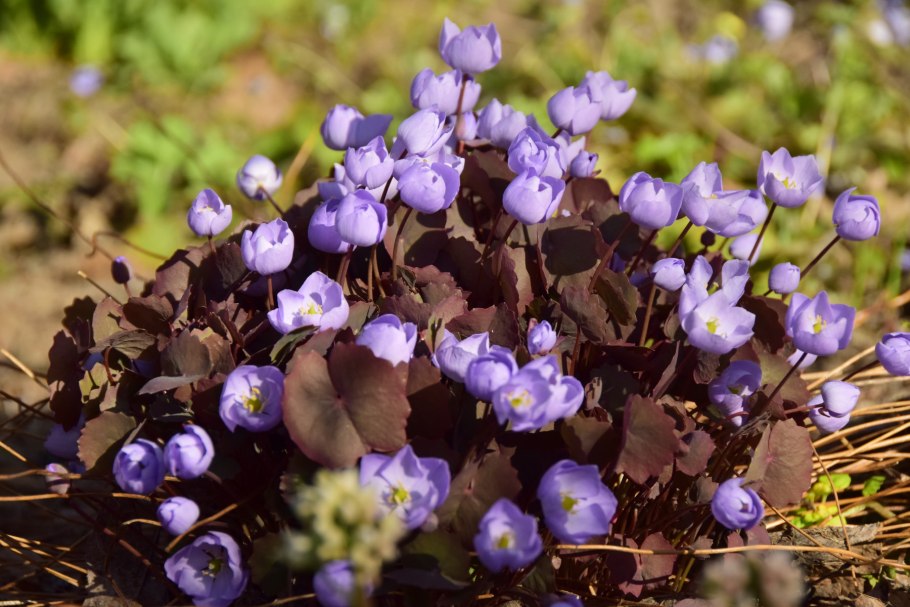 Джефферсония Вуда