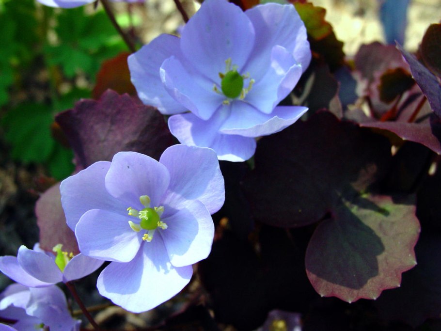 Джефферсония dubia