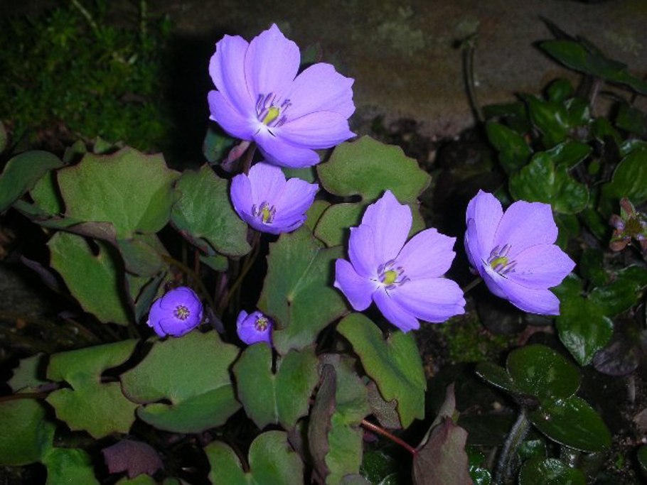 Джефферсония Jeffersonia diphylla