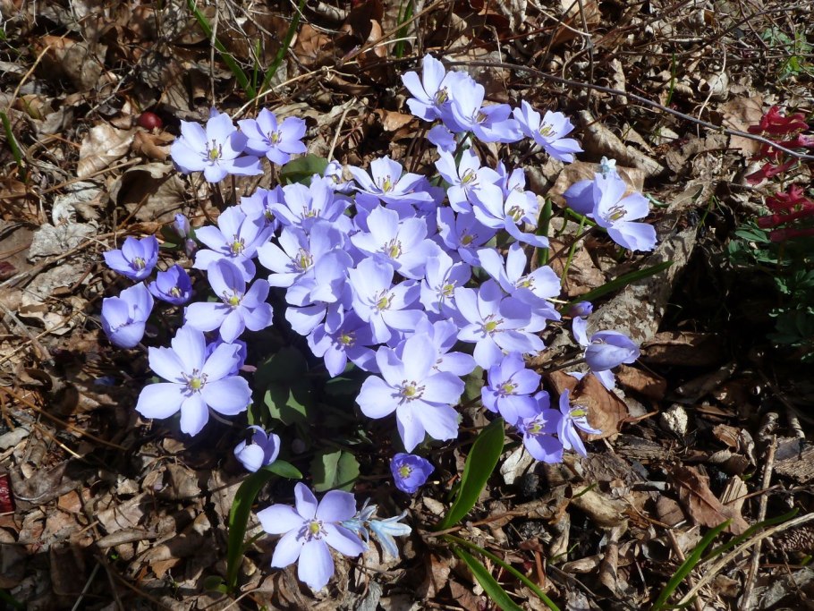 Джефферсония сомнительная