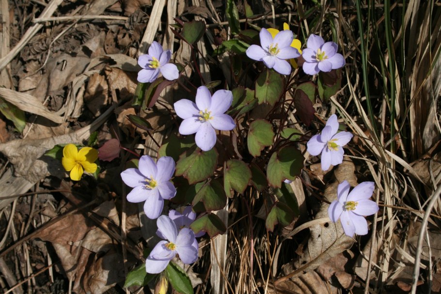 Примула Джефферсония