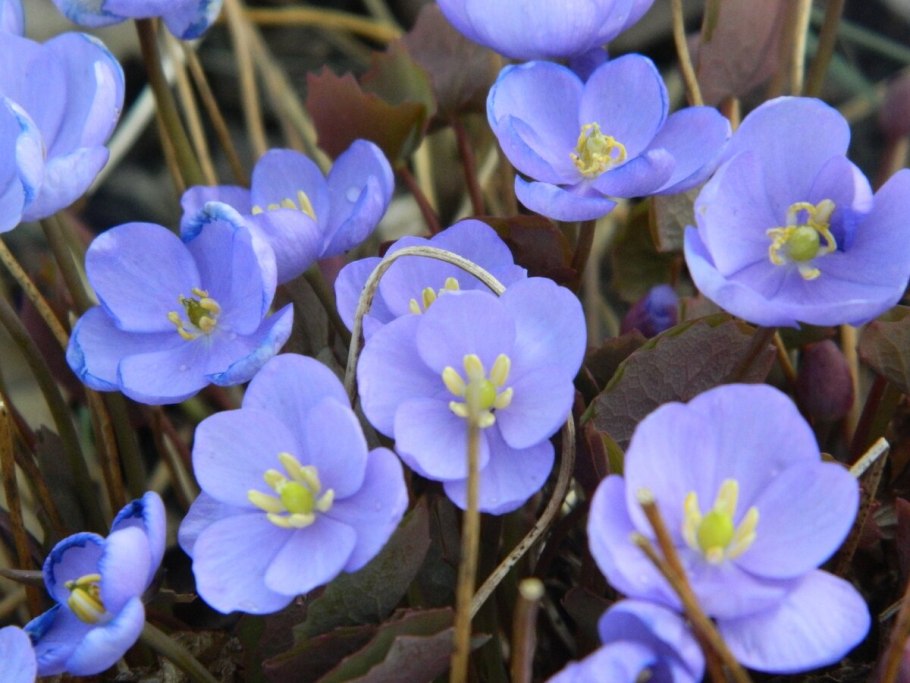 Джефферсония дифилла