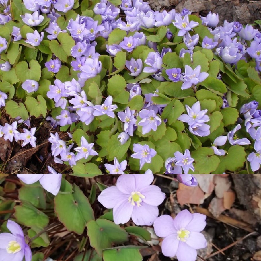 Джефферсония сомнительная (Jeffersonia dubia)